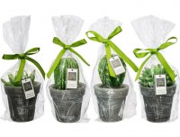 Bougie plante ass 200 gr