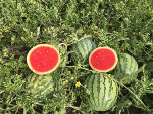 Mini Pastèque