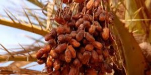 Huile d'olive, Thon, Dattes, Bouttargue