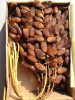 Deglet nour dattes d'Algérie