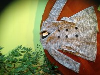 Vente de vêtements Femmes/Hommes/Enfants