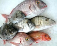 Exportation de poissons frais et congelés