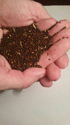 Achat de graines de colza