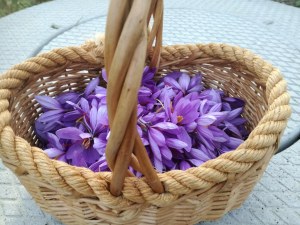 A saisir ! Pistils de safran français en déstockage.