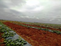 Vente de 600 tonnes de pastèque