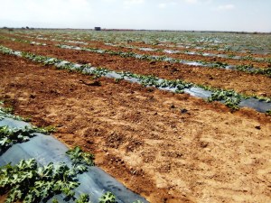 Vente de 600 tonnes de pastèque