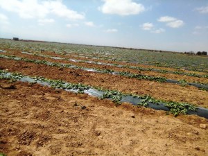 Vente de 600 tonnes de pastèque