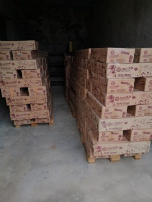 Lot charbon naturel coco a chicha