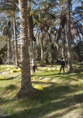 Dattes tunisienne la nouvelle récoltes arrive bientôt