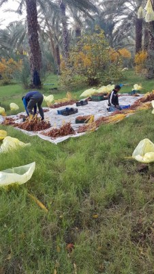 Dattes tunisienne la nouvelle récoltes arrive bientôt