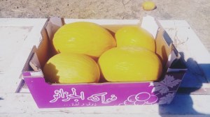Melon d Algérie