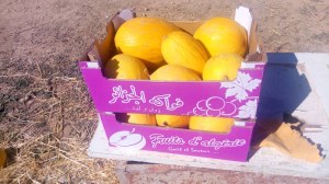 Melon d Algérie