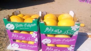 Melon d Algérie