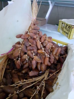 Dattes fraîches d'Algérié branches