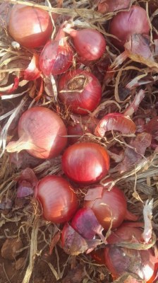 Oignons rouges du maroc