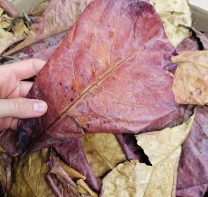 Vrac feuille de catappa française