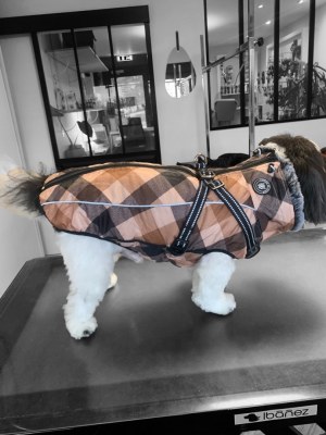 Manteaux pour chien
