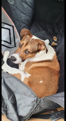 Couverte Siège Voiture pour Chien-Housse de Siège pour Chien-Couverture pour Chien 147x...