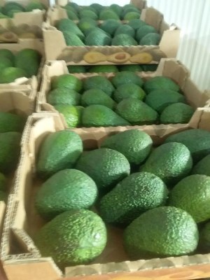 Cajoux décortiquer, Ananas frais, Mangues, Avocats