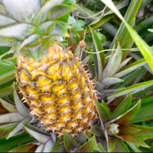 Cajoux décortiquer, Ananas frais, Mangues, Avocats