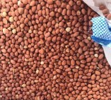 Arachnides décortiquer