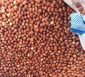 Arachnides décortiquer