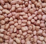 Noix de cajou ananas avocats mangue sésame arachides décortiquer