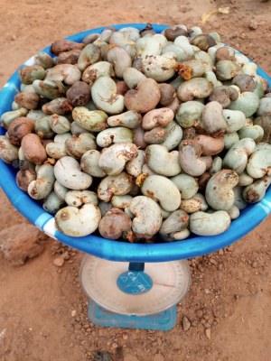 Cajou brute d'Afrique