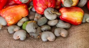 Noix de cajou ananas avocats mangue sésame arachides décortiquer