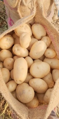 Piment rouge, sésames, noix de cajou, ananas, pommes de terre, avocats mangue bananes