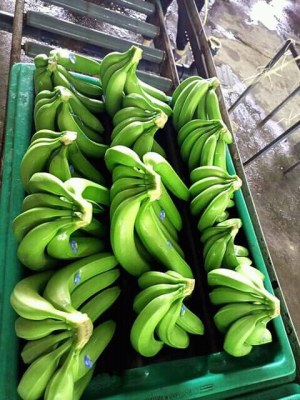 Banane ananas mangue avocat arachides