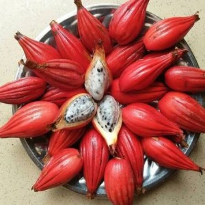 Import Export Congo Curcuma Poivre Maniguette Tondolo Graines de Paradis Aframomum albo...