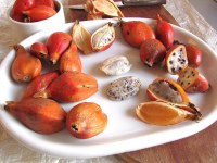 Import Export Congo Curcuma Poivre Maniguette Tondolo Graines de Paradis Aframomum albo...