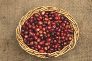 Legal - dosettes de café grand arabica corsé intensité 9