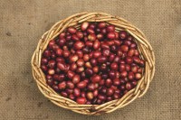 Legal - dosettes de café grand arabica corsé intensité 9