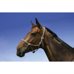 Lot de licols éthologiques