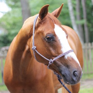 Lot de licols éthologiques