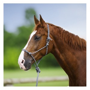 Lot de licols éthologiques