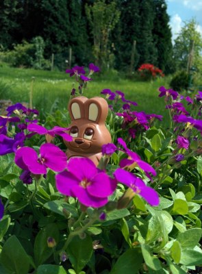 Lindt - lapin or moulage chocolat au lait et noisettes