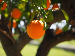 Lucien georgelin - confiture d'orange citron pamplemousse bio