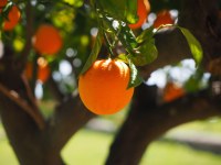 Lucien georgelin - confiture d'orange citron pamplemousse bio