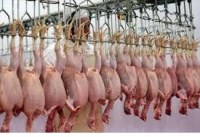 Abatoire de poulet/dinde demontee