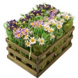 Carton de 4 - Cagette de 12 bouquets de pâquerettes