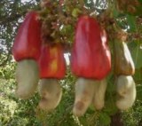 PREPARATION DE LA CAMPAGNE ANACARDE 2018