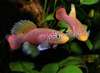 Oeufs de Killies - artemias - nothobranchius - magic fish