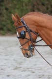 PROTECTIONS OCULAIRES CHEVAUX