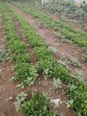 Huile essentielle de Petit Grain bigarade bio provenance Paraguay