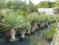 Palmier Washingtonia Robusta