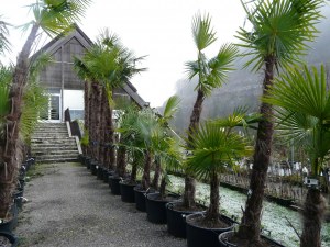 Trachycarpus fortunei