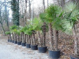 Trachycarpus fortunei